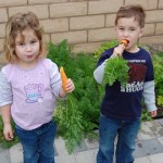 carrots-3-15-09