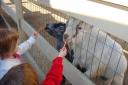 kids-feeding-goats.jpg
