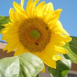 sunflower w bees